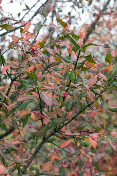 Euonymus europaeus, Pfaffenhütchen, 40–60 cm