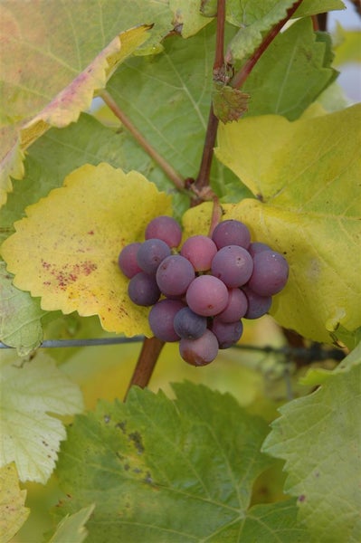 Vitis vinifera, kernlos, rot, 80–100 cm