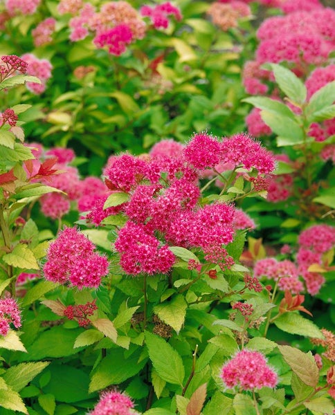 Spiraea japonica 'Magic Carpet', Japanische Spiere, 25–30 cm, buntlaubig