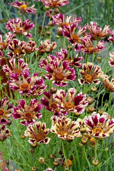 Coreopsis rosea 'Ruby Frost', Mädchenauge, rosa, ca. 11x11 cm Topf