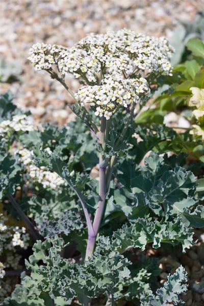 Crambe maritima, Meerkohl, essbar, ca. 11x11 cm Topf