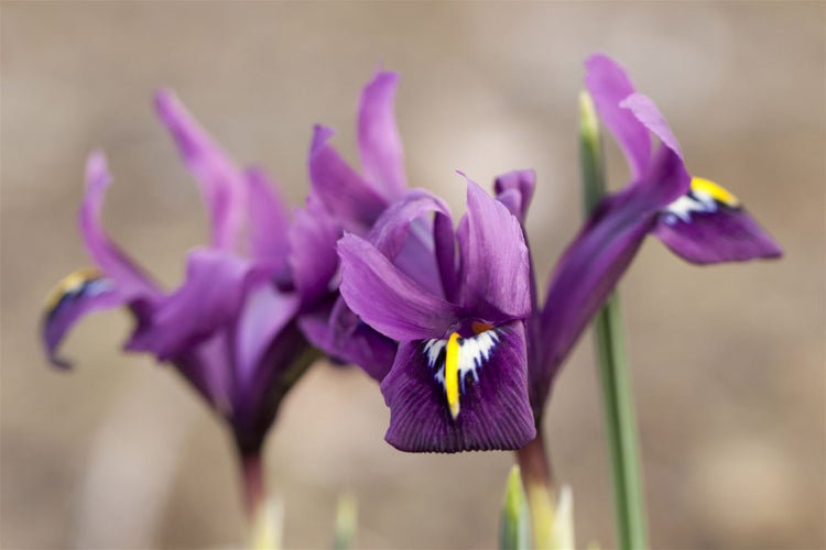 Iris reticulata 'J.S.Dijt', Netzblatt-Iris, violett, ca. 9x9 cm Topf