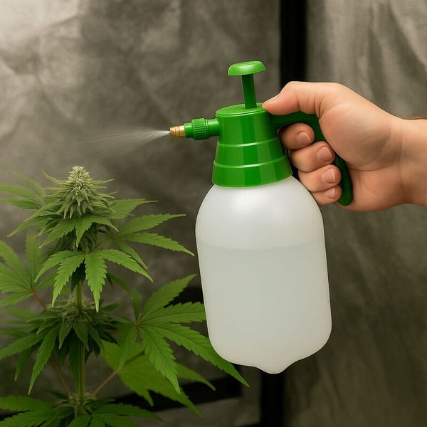 Hand hält einen Drucksprüher und besprüht eine Pflanze mit feinem Wassernebel.