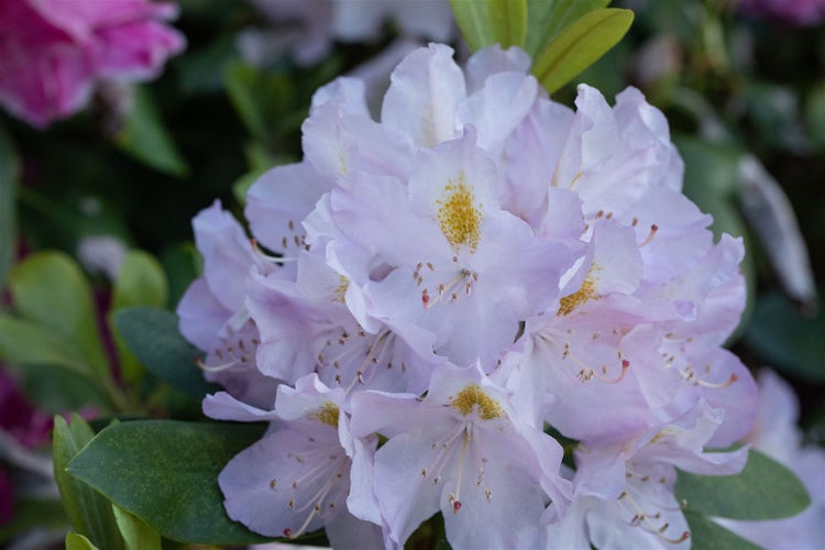 Rhododendron Hybr. 'Genoveva', Rhododendron, 30–40 cm