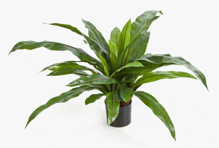 Künstliche Zimmerpflanze Nestfarn Asplenium mit langen grünen Blättern in einem schwarzen Topf.