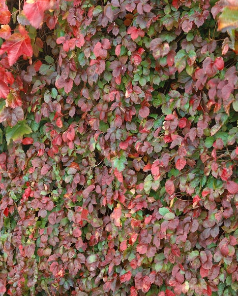 Wand voller Wilder Wein mit roten und grünen Blättern