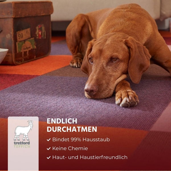 Hund auf Teppichfliesen. tretford TEPPICH Logo. Bindet 99 Prozent Hausstaub, ohne Chemie, haut- und haustierfreundlich.