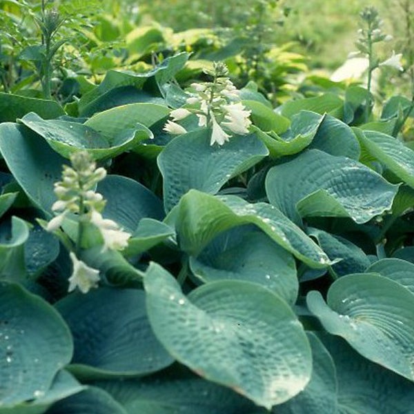 Funkien mit Blättern und Blüten