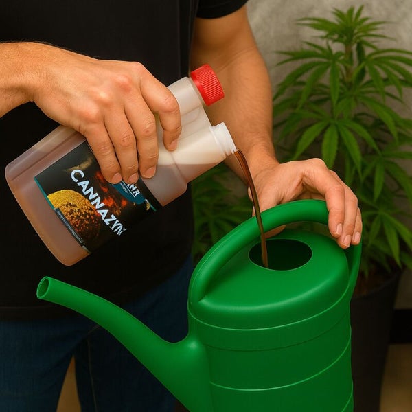 Eine Person gießt Cannazym Pflanzendünger aus einer Kunststoffflasche in eine grüne Gießkanne neben einer Hanfpflanze.
