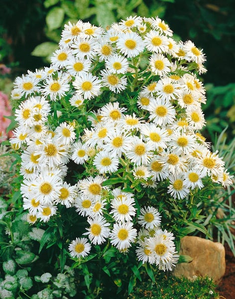 Aster novi-belgii 'White Ladies', Herbstaster, weiß, ca. 11x11 cm Topf