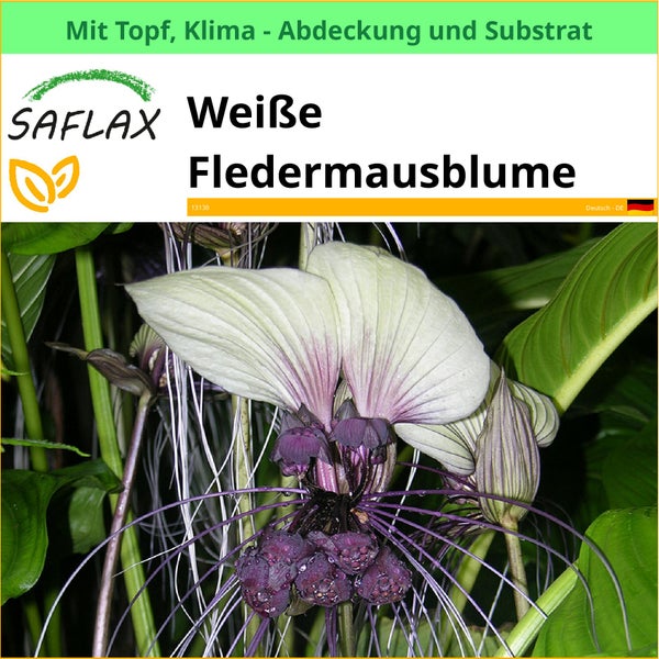 Weiße Fledermausblume im Topf mit Klimaabdeckung und Substrat