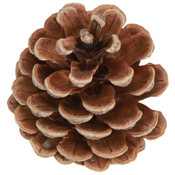 Brauner Kiefernzapfen aus Naturmaterial zur Dekoration.