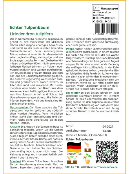 SAFLAX Garden to go - Echter Tulpenbaum - Liriodendron tulipifera  - 20 Samen - Mit Topf, Klima - Deckel und Anzuchtsubstrat