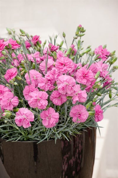 Nelkenbusch mit pinkfarbenen Blüten in einem Topf