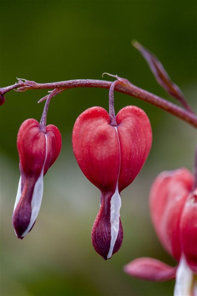 Herzförmige Blume am Stiel