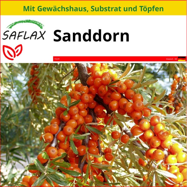 SAFLAX Anzucht Set - Sanddorn - Hippophae rhamnoides - 40 Samen - Mit Mini-Gewächshaus, Anzuchtsubstrat und 2 Töpfen