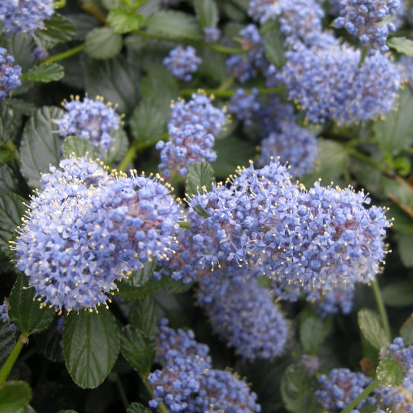 Blütenstände der Säckelblume mit grünen Blättern