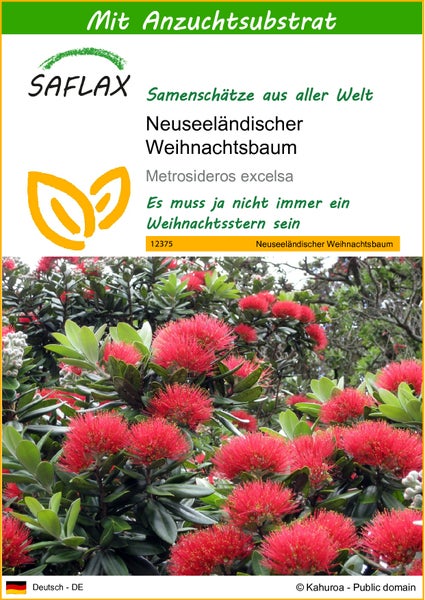 SAFLAX  - Neuseeländischer Weihnachtsbaum - Metrosideros excelsa - 300 Samen - Mit keimfreiem Anzuchtsubstrat