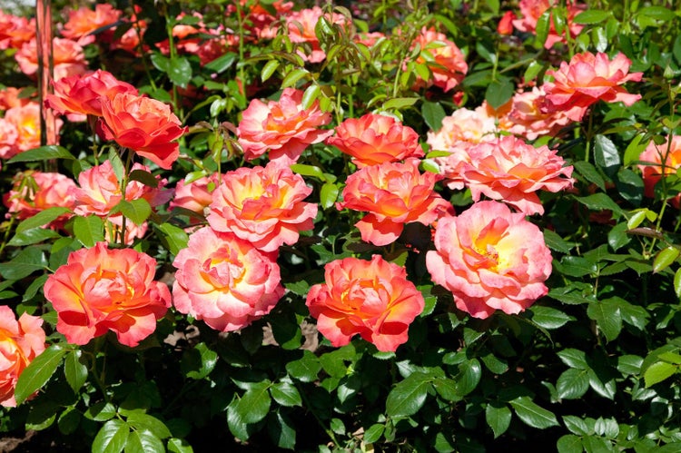 Rosa 'Fellowship', Rose, orange, 5-7,5 Liter Container