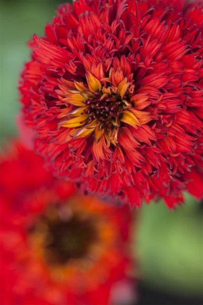 Nahaufnahme einer roten Zinnie