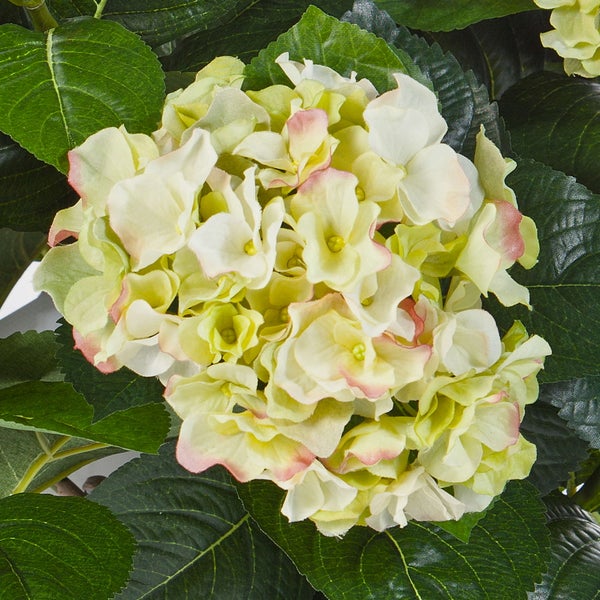 Künstliche Hortensie mit cremefarbenen Blüten, rosa Rändern und grünen Blättern.