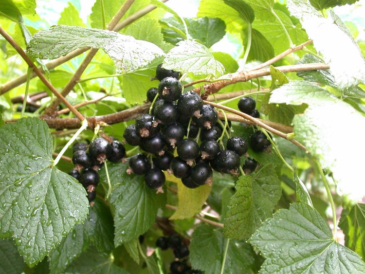 Ribes nigrum 'Titania', Schwarze Johannisbeere, 60 cm Stammhöhe