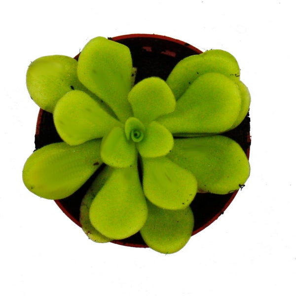 Fleischfressende Pflanze - Fettkraut - Pinguicula agnata - 9cm Topf