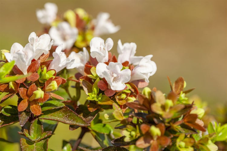 Abelia grandiflora, Glanzmispel, 30–40 cm