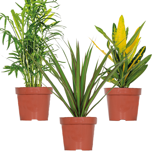 3x Tropische Zimmerpflanzenmischung – Dracaena-Chamaedorea-Codiaeum –⌀12 cm – ↕ 25-40 cm