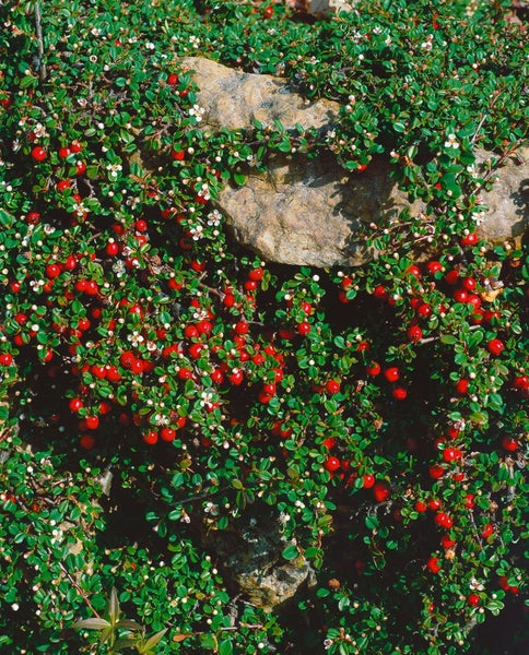 Cotoneaster microphyllus 'Streibs Findling', ca. 9x9 cm Topf, immergrün
