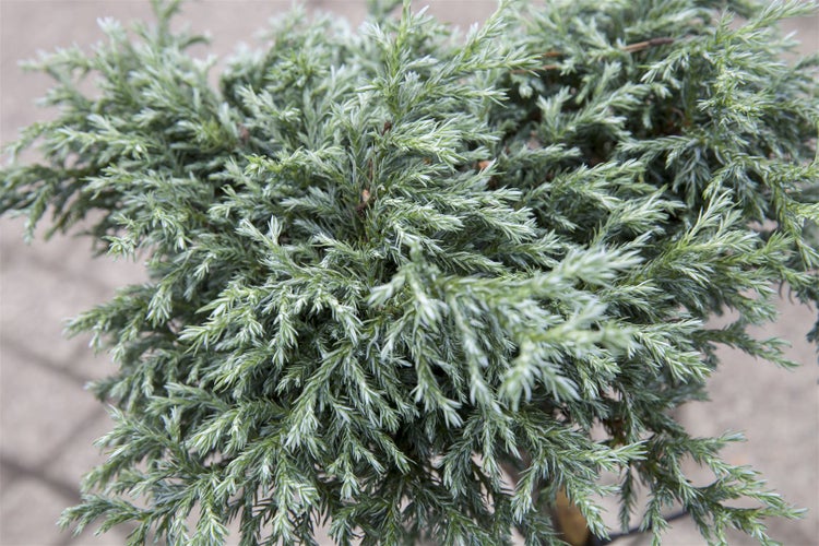 Chamaecyparis pisifera 'Baby Blue', Scheinzypresse, blaugrün, ca. 13 cm Topf
