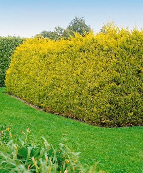 Grüne Hecke im Garten