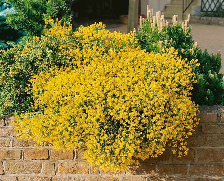 Genista lydia, Ginster, gelb, 20–30 cm