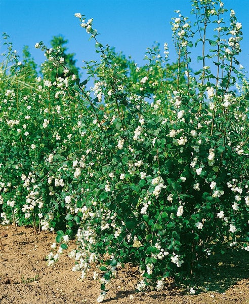 Symphoricarpos doorenbosii 'White Hedge', Schneebeere, weiß, 60–100 cm