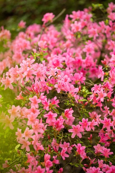 Rhododendron obtusum 'Rosa', Azalee, rosa Blüten, 20–25 cm