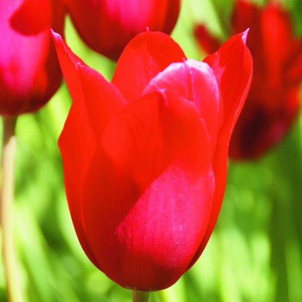 Nahaufnahme einer roten Tulpenblüte