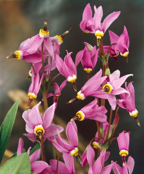 Dodecatheon meadia, Shooting Star, rosa Blüten, ca. 9x9 cm Topf