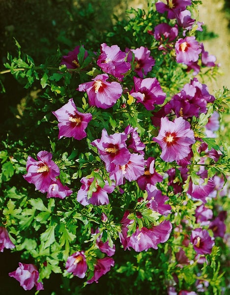 Hibiscus syriacus 'Russian Violet', Gartenhibiskus, violett, 80–100 cm