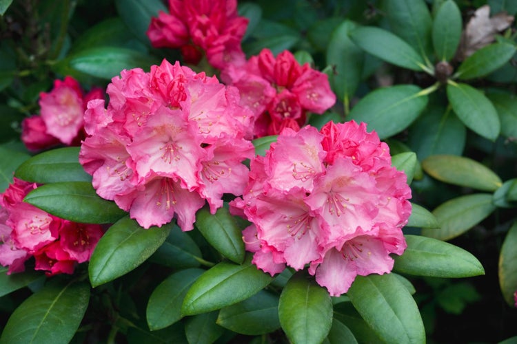 Nahaufnahme von rosa Rhododendronblüten und grünen Blättern