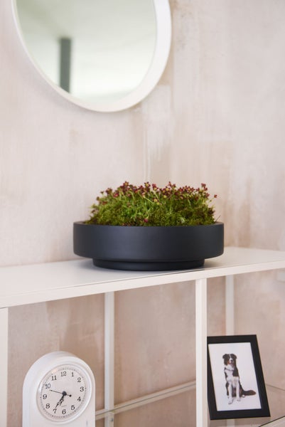 Moderne schwarze Dekoschale mit grünem Moos und kleinen roten Blumen auf einem weißen Regal in einem hellen Raum.