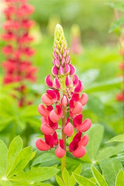 Lupinus polyphyllus 'Mein Schloss', Lupine, rosa, ca. 11x11 cm Topf