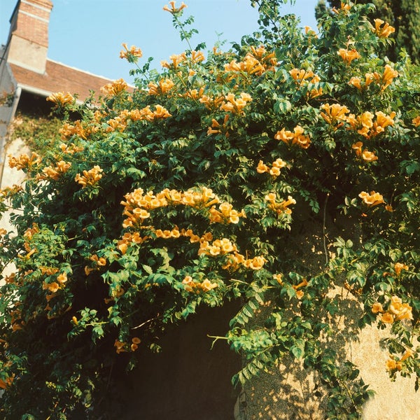 Campsis radicans 'Flava', Trompetenblume, gelb, 40–60 cm