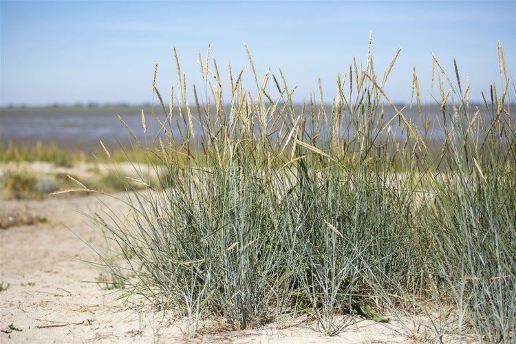 Ammophila breviligulata, Strandhafer, ca. 9x9 cm Topf