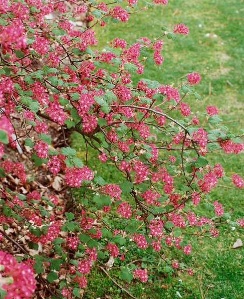 Ribes sanguineum 'Atrorubens', Blutjohannisbeere, rot, 80–100 cm