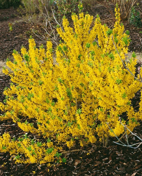 Forsythia intermedia 'Mikador', Forsythie, gelb, 40–60 cm