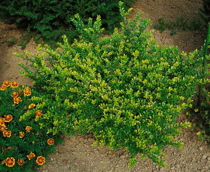 Lonicera nitida 'Maigrün', Heckenmyrte, immergrün, ca. 9x9 cm Topf