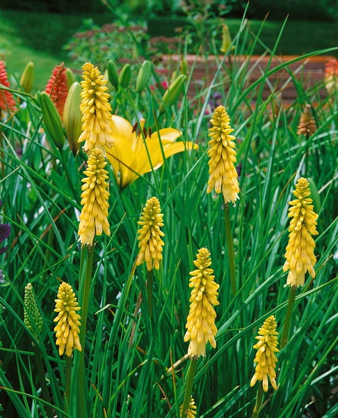Kniphofia uvaria 'Flamenco', Fackellilie, orange-rot, ca. 9x9 cm Topf