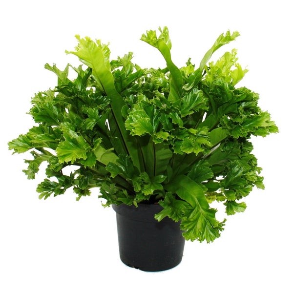 Asplenium antiquum Leslie besondere Farn-Sorten fürs Zimmer Nestfarn 17cm Topf ca. 30-40cm hoch