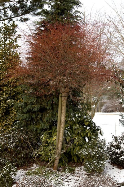 Salix integra 'Hakuro Nishiki', Japanische Weide, rosa-weiß, 100 cm Stammhöhe