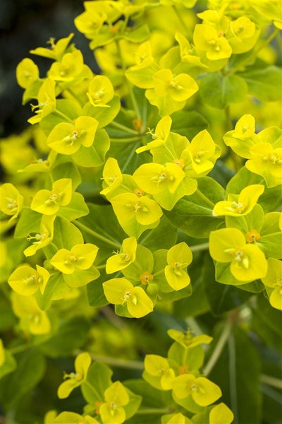 Euphorbia cornigera 'Goldener Turm', Wolfsmilch, ca. 9x9 cm Topf